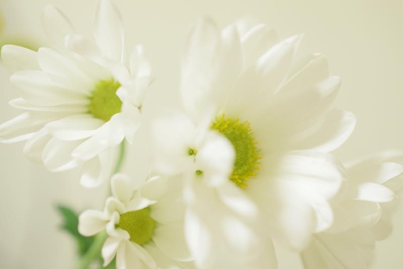 白い菊の供花