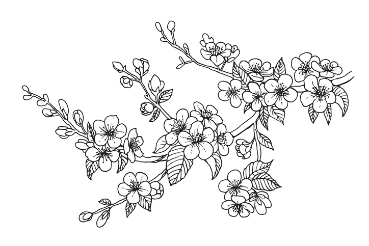 Blooming cherry branch, vector illustration. Sakura isolated line sketch on white background.