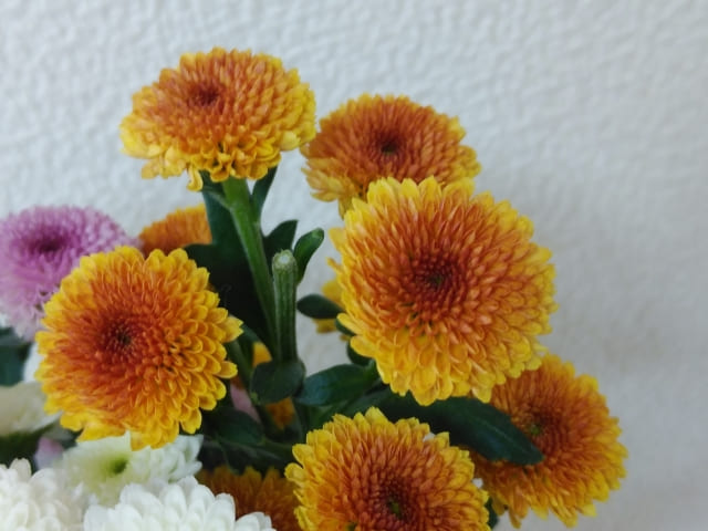 菊の花オレンジ (1)