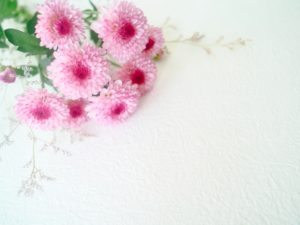 菊の花ピンク