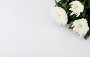 白黄菊