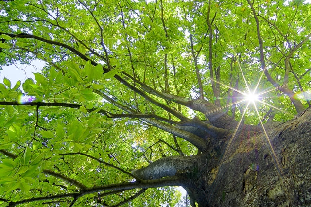 木の隙間から太陽の光が差し込む