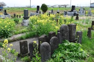 墓と菜の花-