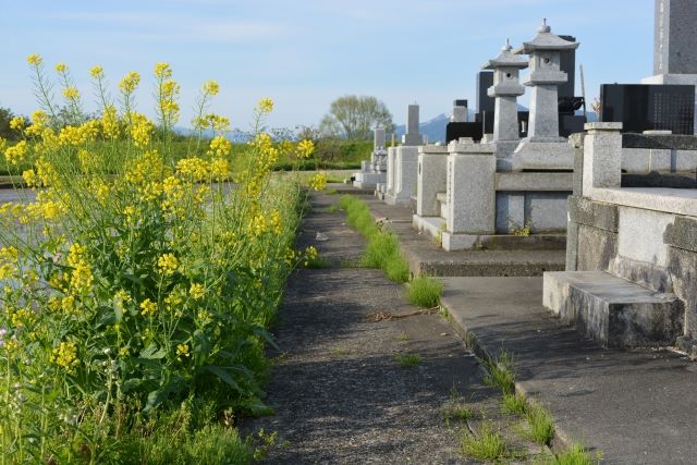 菜の花と墓