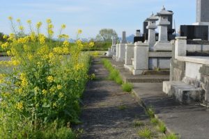 お墓と菜の花の風景-